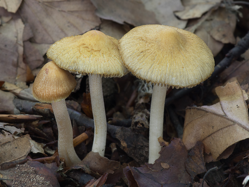 Inocybe hirtella